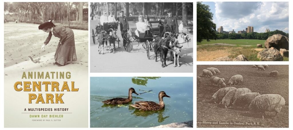 a collage featuring the Animating Central Park book cover, female mallards, sheep grazing, children in goat carriages, and green sheep meadow