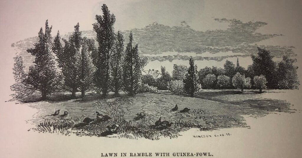 Guinea fowl birds on lawn in front of forested Ramble area