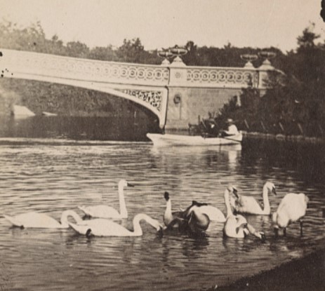 A group of white swans swimming with a boater and Bow Bridge in the background