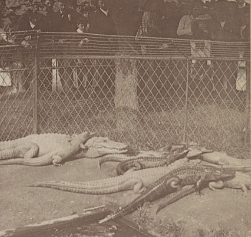 A group of alligators with people observing them from behind a fence