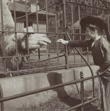 Woman extending her arm to feed a camel through a metal fence