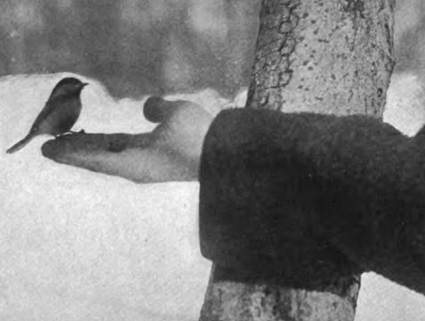 Chickadee perching on person's outstretched hand