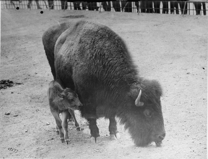 Julia the buffalo with head bowed and calf standing next to her.