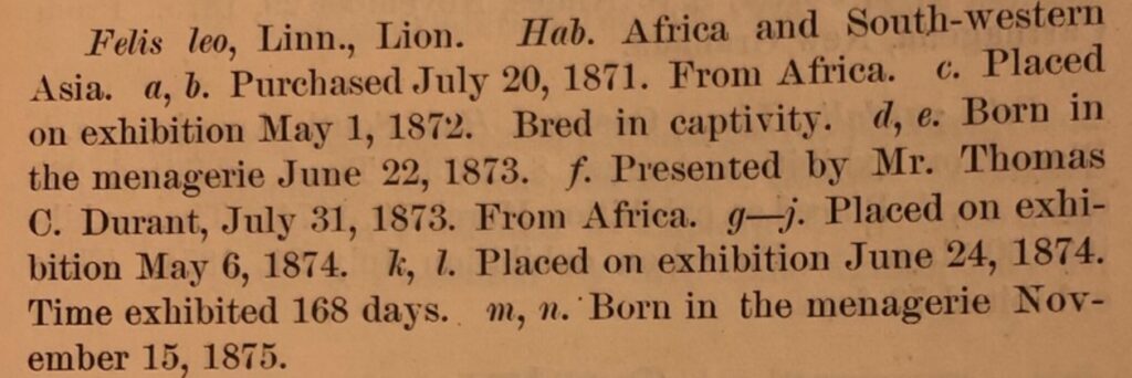 A Central Park Zoo record documenting the origins and exhibition time of Central Park lions.