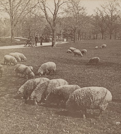 A flock of sheep grazing in Central Park. Four humans, two standing, two sitting on a bench, stand nearby