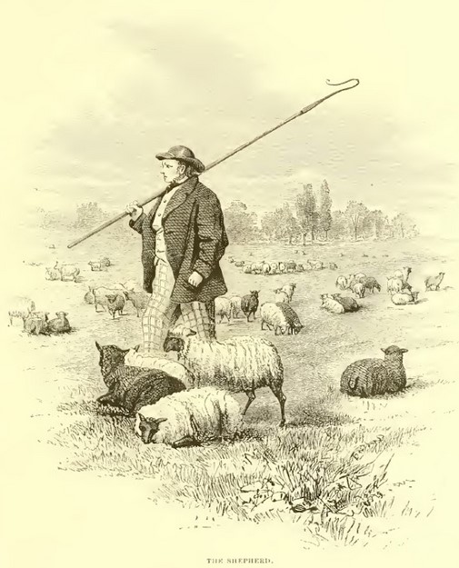 Central Park shepherd standing with crook in middle of field with many sheep