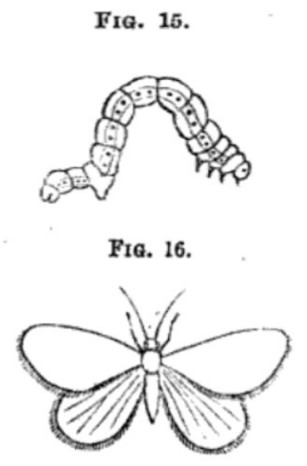 Caterpillar stage and moth stage of spanworm.